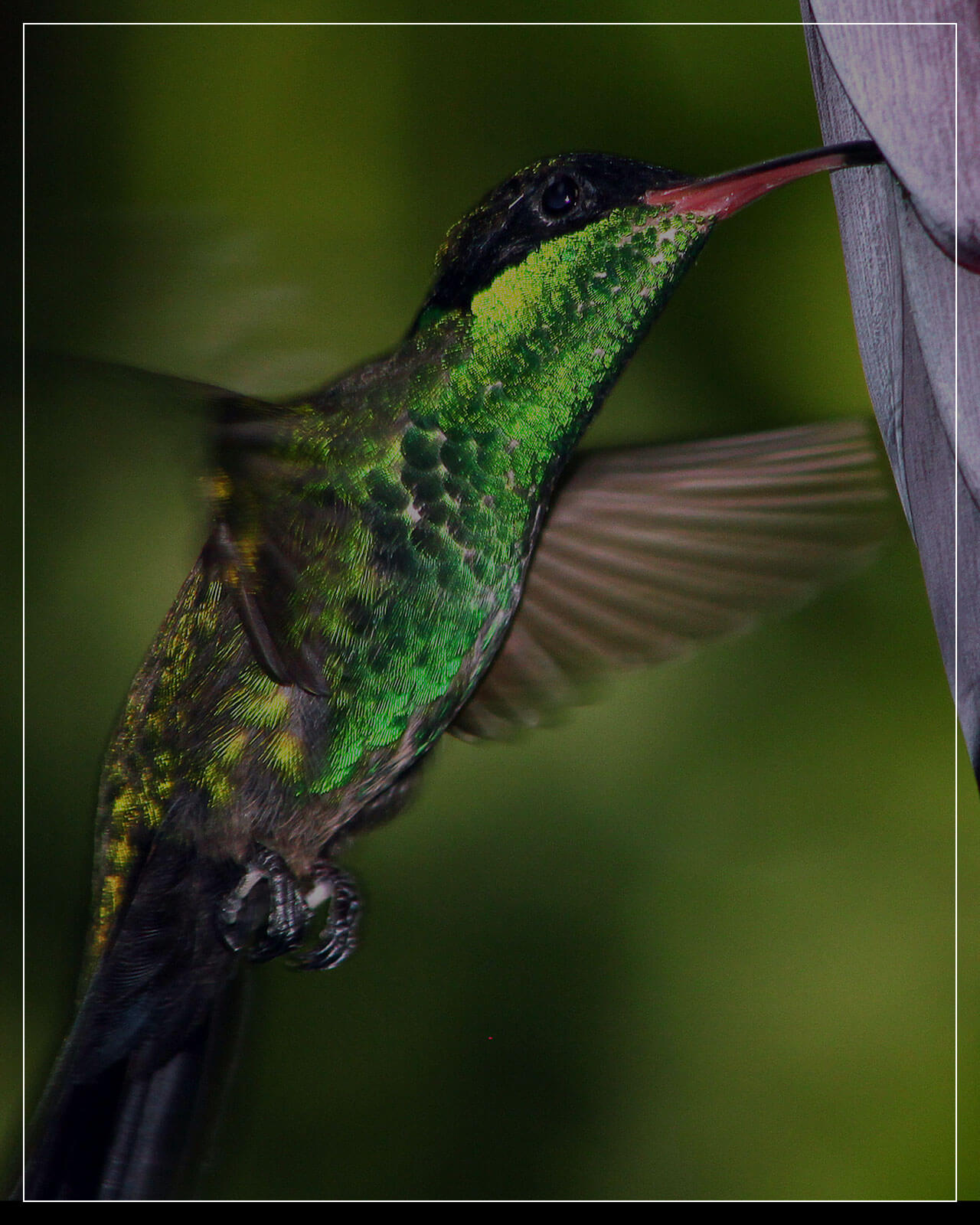 symbole narodowe jamajka jamaicayesi
